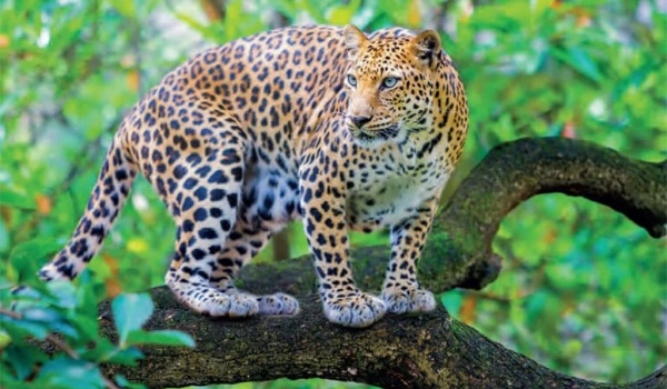 jawai leopard safari map