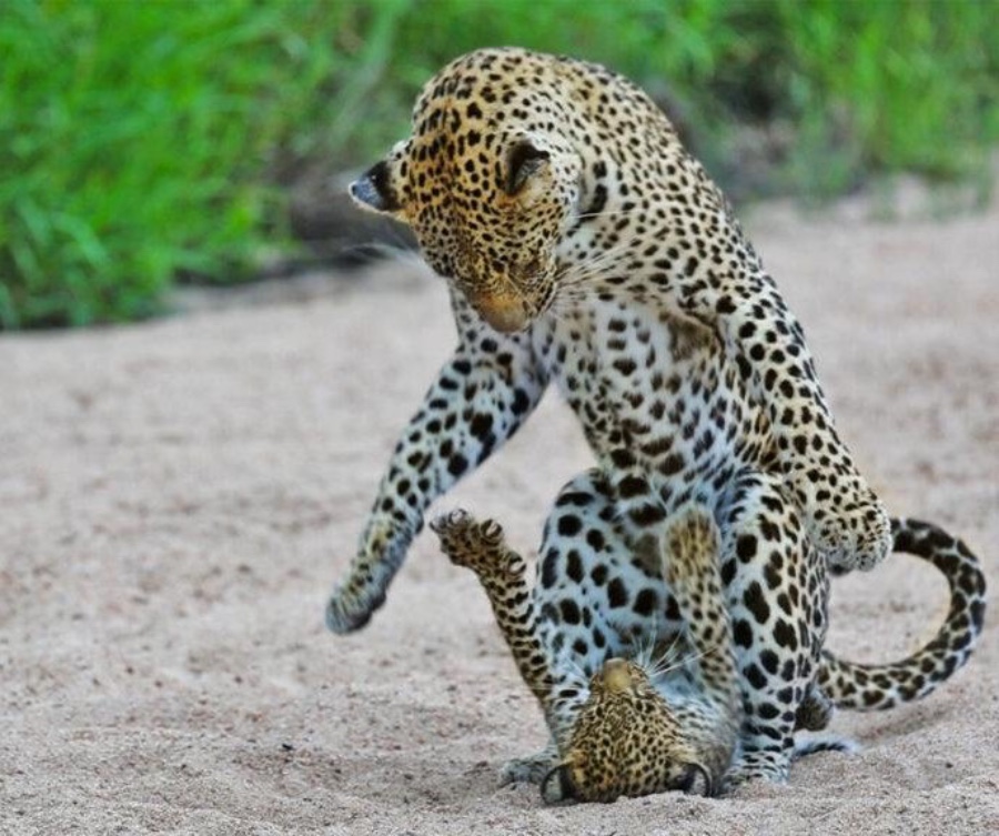 leopard safari in